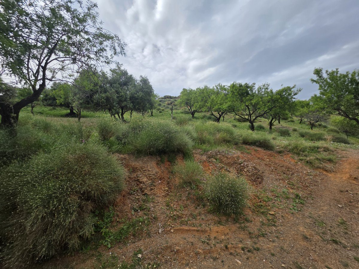 Venta Finca Andalucía Gran Terreno — Foto 11
