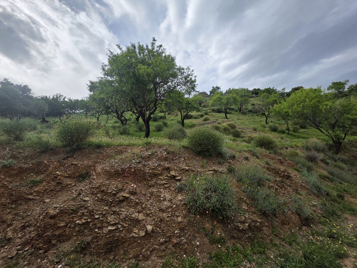 Venta Finca Andalucía Gran Terreno — Foto 13