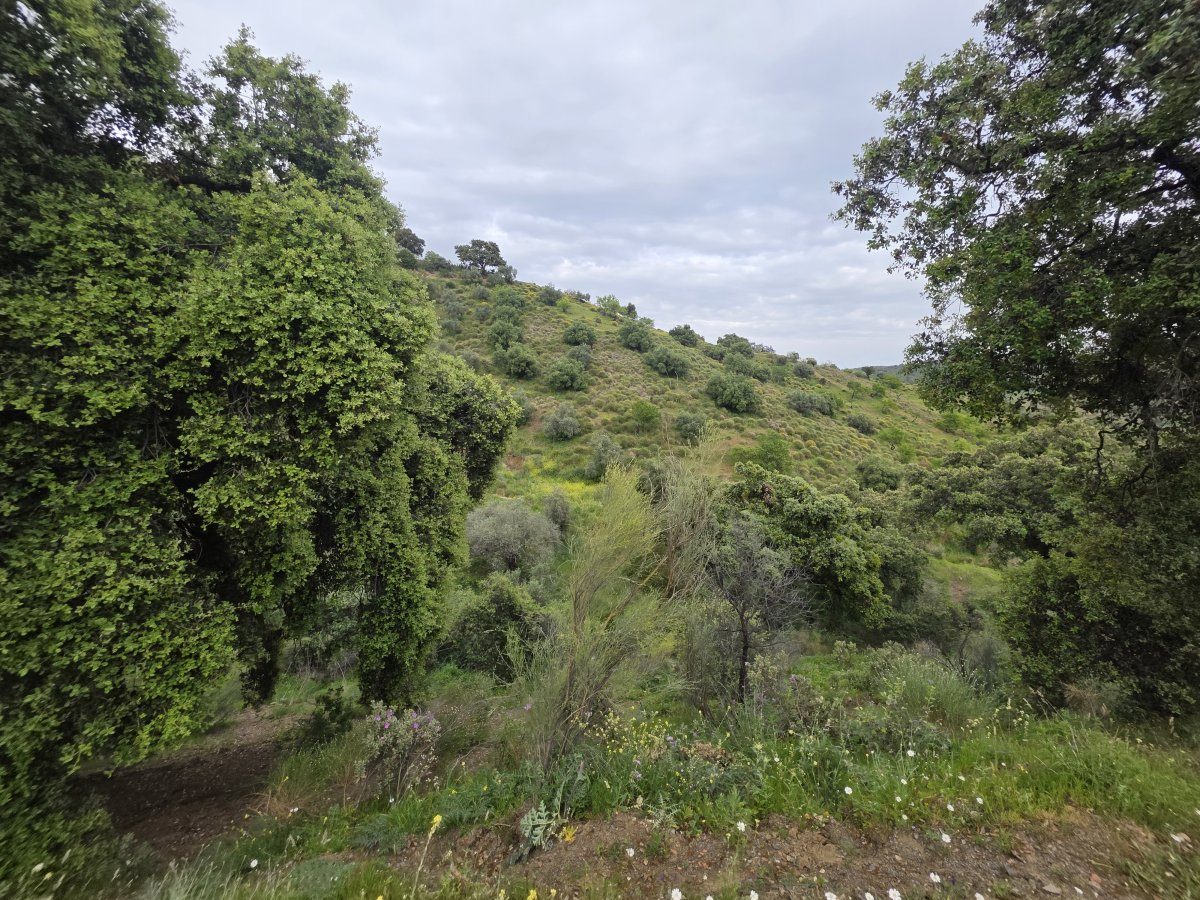 Venta Finca Andalucía Gran Terreno — Foto 24