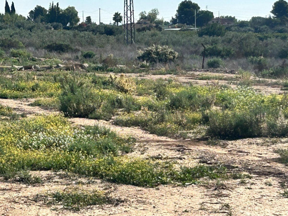 Terreno Rural en Crevillent - Oportunidad Única a Solo 20 Minutos del Mar — Foto 1