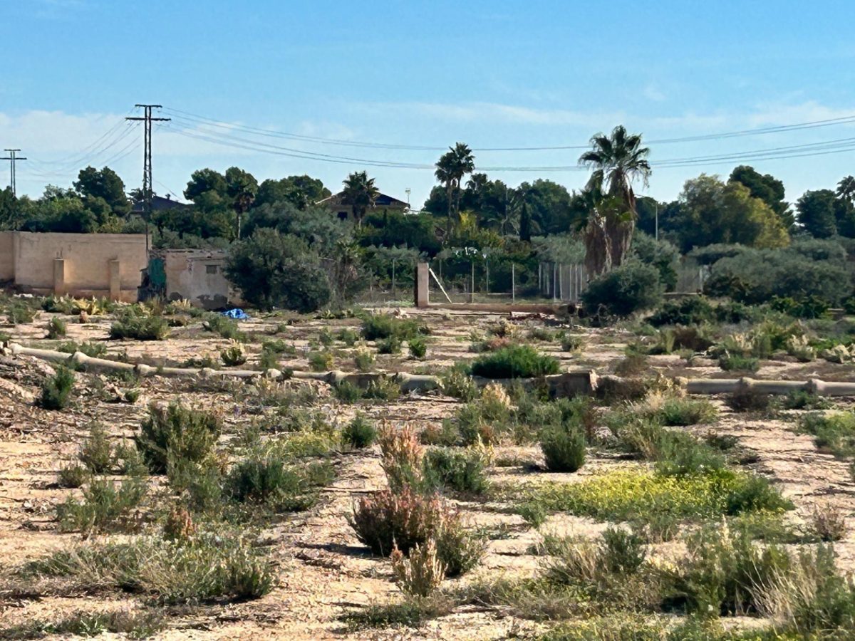 Terreno Rural en Crevillent - Oportunidad Única a Solo 20 Minutos del Mar — Foto 4