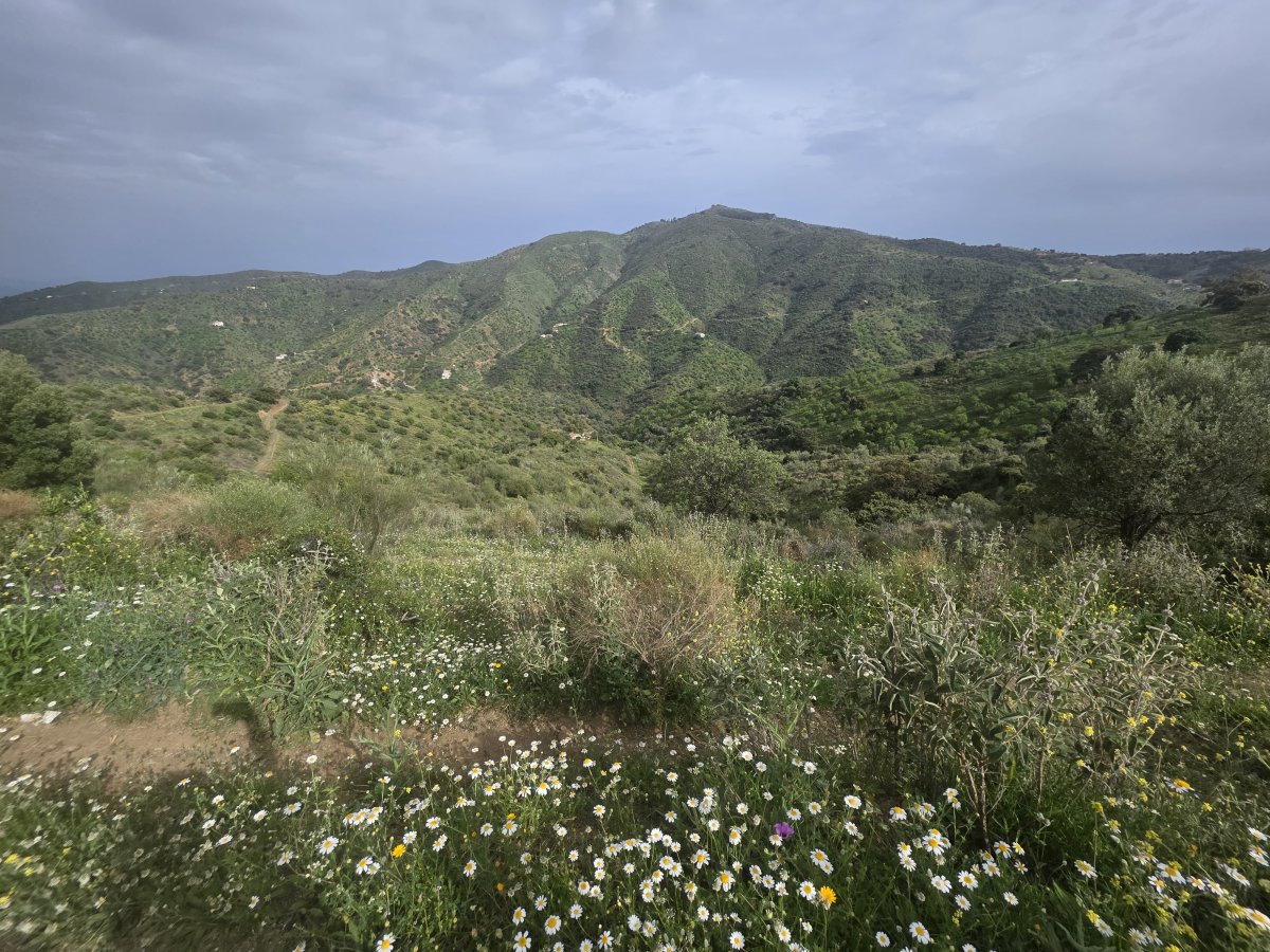 Venta Finca Andalucía Gran Terreno — Foto 4