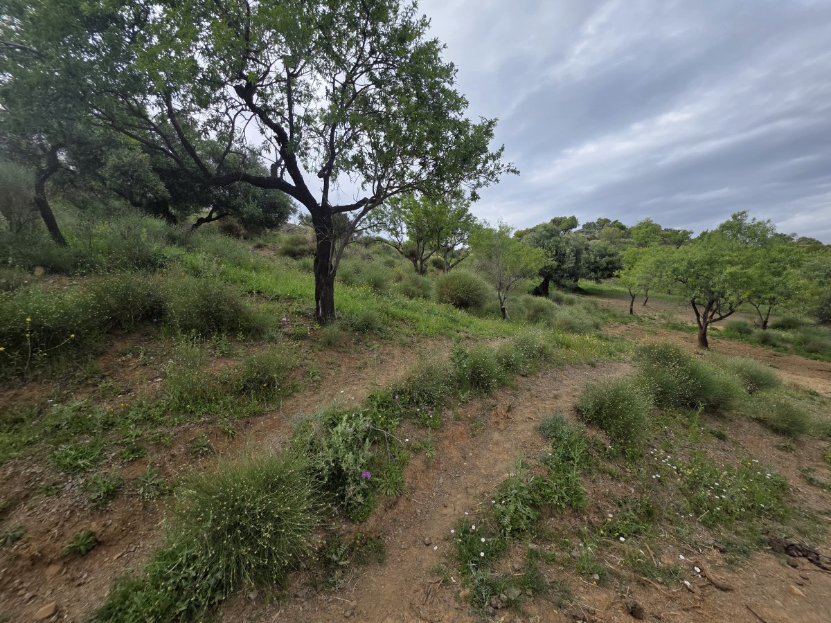 Venta Finca Andalucía Gran Terreno — Foto 8