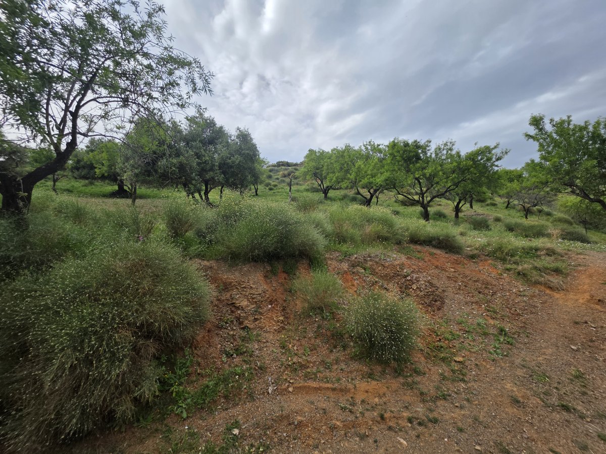 Venta Finca Andalucía Gran Terreno — Foto 11